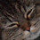 Andreu_Pinel