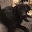 Richard_Starnes